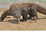 Reptiles And Amphibians United!