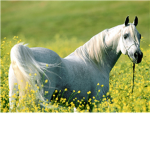 Bright Yellow Riding School