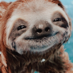 Lilly’s sloths <3
