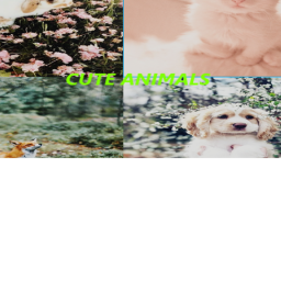 Cute animals