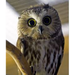 owl production'