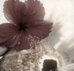 † eunoia