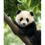CUTE PANDA CLUB!!!