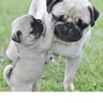 Team Pug Fo Life