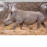 Rhino ###