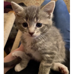 ello