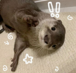 Water Otter Water Park