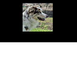 (Cute dogs! adopt!) the relax island....