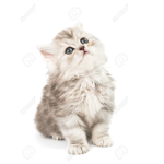 cat fans :D