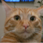 Corner Cat Studio