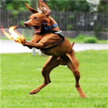 dog Roblox decal