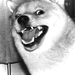 DOGES ALL UNITE