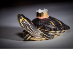 ⭐️🌟 🐢King Turtle🐢🌟⭐️