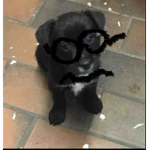 The Doggos Playing Fortnite Clan