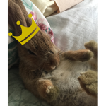 Bunnies. United.