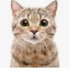 Epic٫cats