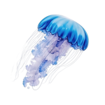 JellyFish Team Studio