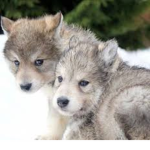 Wolfpack64