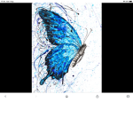 Blue butterfly’s :>
