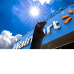 Walmart’s rat supply