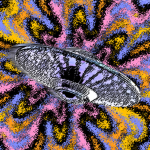 Coulgrit's Spaceship