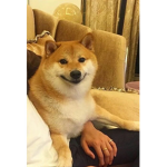 peepoo