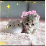 Cat forever-girl_sisterlol