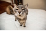 BossCats'