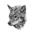 Wolfy Team!
