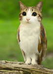 Meowl Gang Trading
