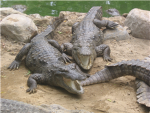 Crocodiles