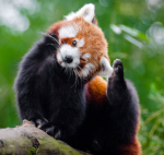 Redpandaking's Cupboard