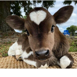 THE COW CLUP