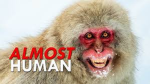 Japanese Macaque Troop