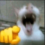 seguidores de v a p