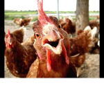 CHIKEN GODS