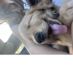 puplvvrrr