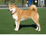 doge cool chill nice