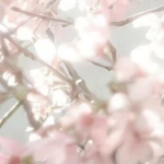 달꽃