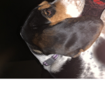 Littlewader3