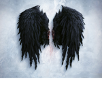 Fallen Angels ♥