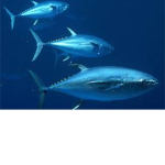 Omega fish