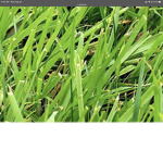 Sniff sum grass