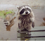 Trash Panda Studios