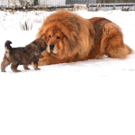 my friends (dogs are awesome)