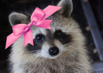 Kali racoon