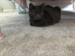 Dark_cat offical group