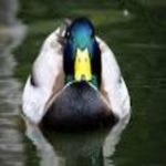 Ducky's Clothe Store