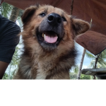 team_dog