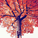 wish tree